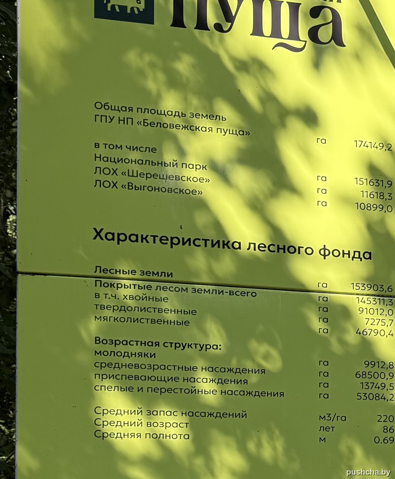 Блоки стенда «Общая площадь земель» и «Характеристика лесного фонда» с цифрами по породам и возрасту насаждений — фото 3 из 9