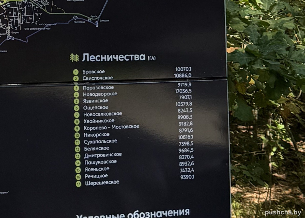 Список 17 лесничеств на стенде с площадями в гектарах — фото 6 из 9